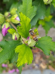 Apis mellifera