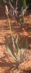 Chlorophytum crassinerve