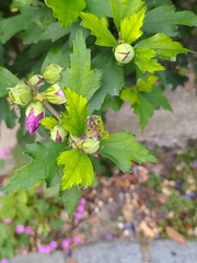 Apis mellifera