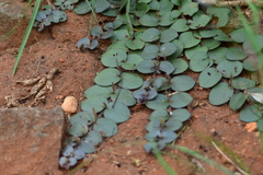 Andrographis serpyllifolia