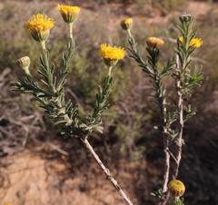 Chrysocoma longifolia