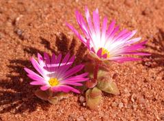 Cleretum hestermalense