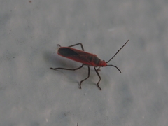 Thunbergia marginata