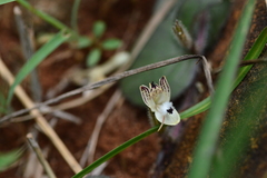 Andrographis serpyllifolia