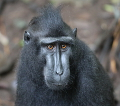 Macaca nigra