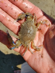 Callinectes similis