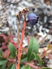 Vaccinium boreale