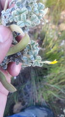 Argyrolobium parviflorum