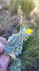 Argyrolobium parviflorum