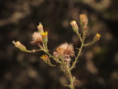 Erigeron biolettii