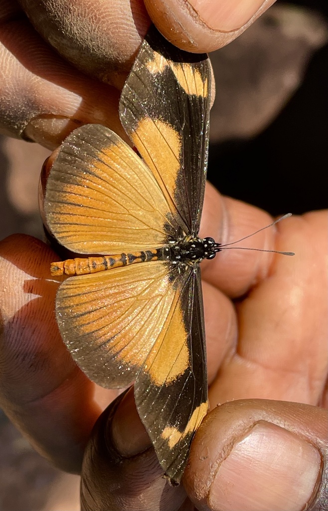 Yellow Equatorial Wanderer