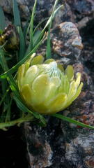 Protea tenax
