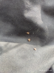 Dermacentor reticulatus