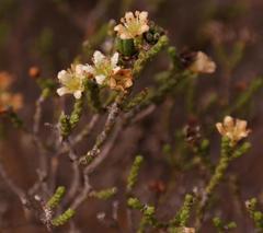 Diosma ramosissima