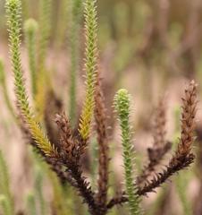 Dischisma struthioloides