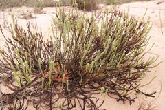 Dischisma struthioloides