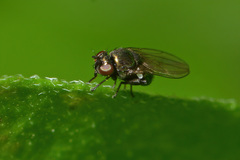 Psilopa polita