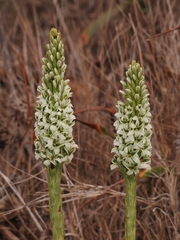 Platanthera elegans decurtata