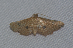 Microbelia intimalis