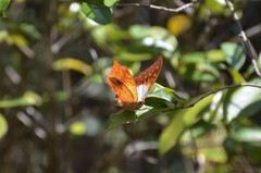 Charaxes varanes vologeses