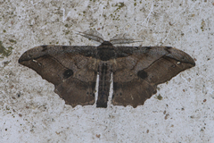 Hyposidra infixaria