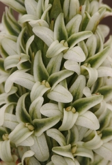 Platanthera elegans decurtata