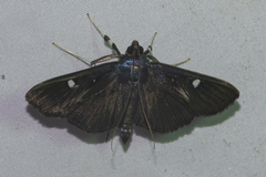 Rhagoba octomaculalis