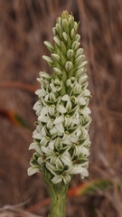 Platanthera elegans decurtata