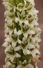 Platanthera elegans decurtata