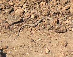 Hemorrhois ravergieri