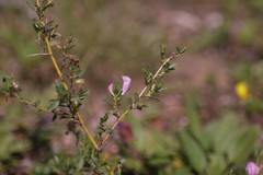 Ononis spinosa spinosa