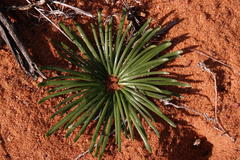 Gethyllis hallii