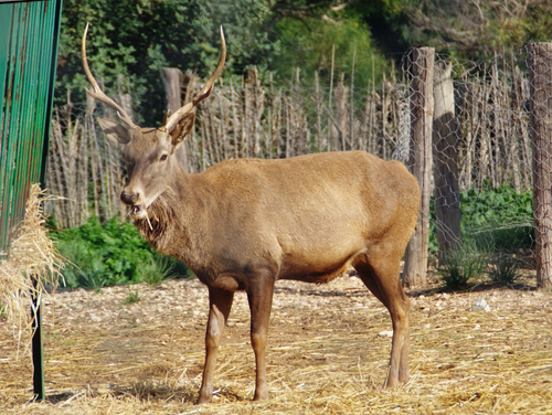 Barbary Red Deer (Subspecies Cervus elaphus barbarus) · iNaturalist