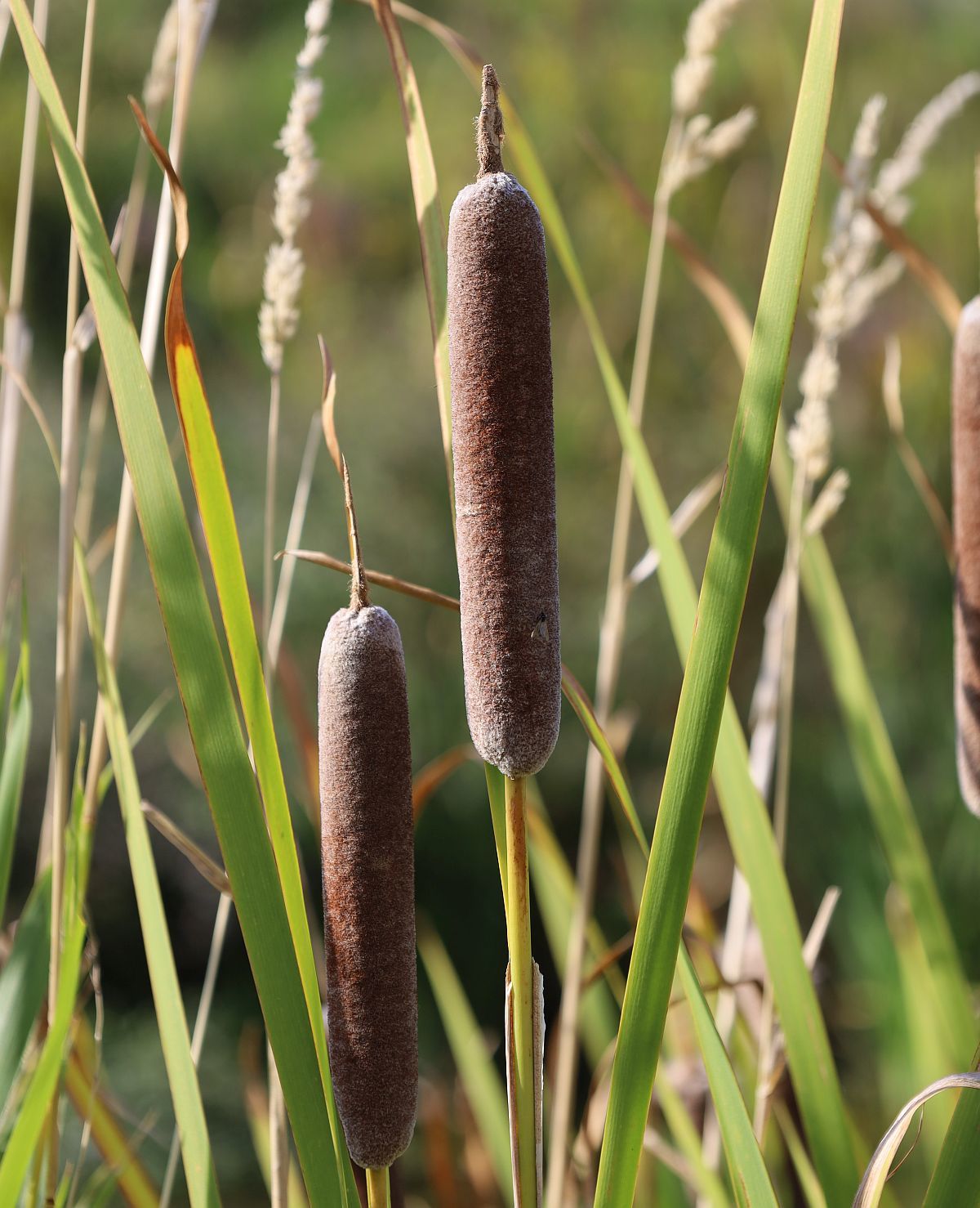 Typha shuttleworthii W.D.J.Koch & Sond.