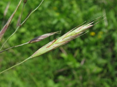 Bromus biebersteinii