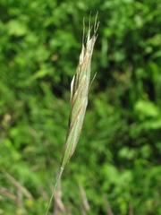 Bromus biebersteinii