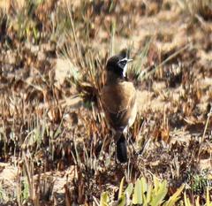 Oenanthe pileata pileata