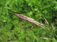 Bromus biebersteinii