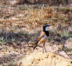 Oenanthe pileata pileata
