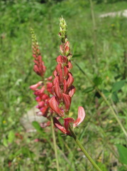 Onobrychis biebersteinii