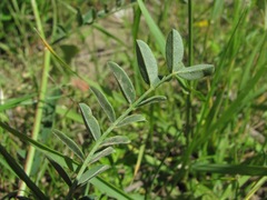 Onobrychis biebersteinii