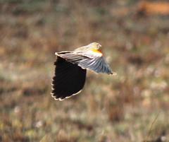 Euplectes progne progne