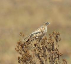 Euplectes progne progne