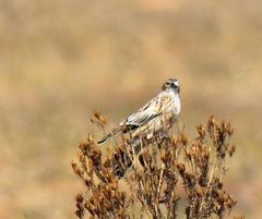 Euplectes progne progne