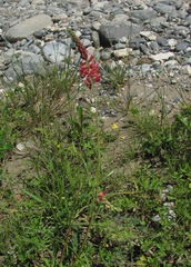 Onobrychis biebersteinii