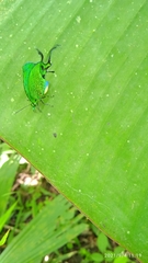 Arcas imperialis