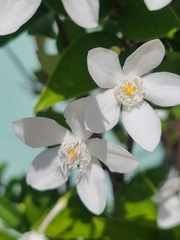 Wrightia antidysenterica