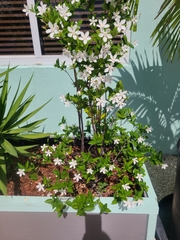 Wrightia antidysenterica