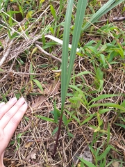 Gladiolus undulatus
