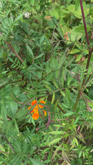 Tagetes lunulata